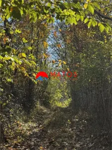 Teren intravilan 6.842 mp de vanzare in Poiana Campina, vedere placuta - foto 4